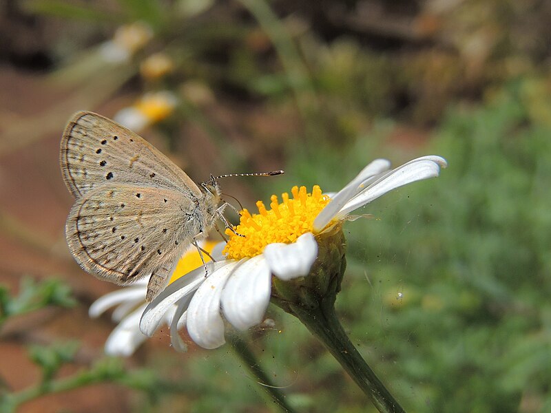 File:Zizeeria knysna (37520515122).jpg