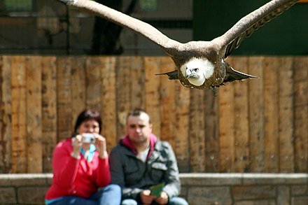 Eagles over the people in Madrid Zoo Aquarium