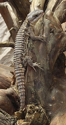 Beltehale Cordylus tropidosternum