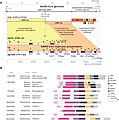 File:(A) CoV genome org & expr strategy (here SARS-CoV) - (B) pp1b pred dom org of 9 nidovir fams.jpg