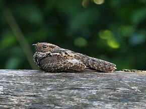 Opis obrazu (Hydropsalis nigrescens) lub (Nyctipolus nigrescens) - Blackish Nightjar.jpg.