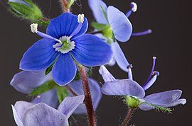 (MHNT) Veronica chamaedrys - Flowers.jpg