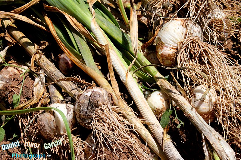 File:¿Quién tuviese la suerte de ir al campo a recoger los ajetes que en fechas más bien otoñales tardías (noviembre-diciembre) fueron plantados con toda calma y delicadeza^ Yo lo he hecho, cargado de entusiasm - panoramio.jpg