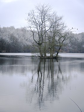 Arbres sur un îlot aux étangs des Commelles, Oise, France