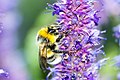 * Nomination: pollination, bumblebee on a flower with pollen, Ural, Russia --Александр Рудный 12:55, 17 June 2020 (UTC) * * Review needed