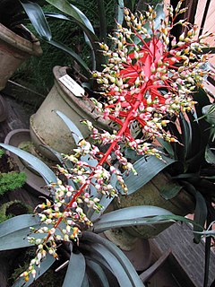 <i>Aechmea servitensis</i> Species of plant