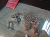 南科考古文物陳列室里的的狗遺骸