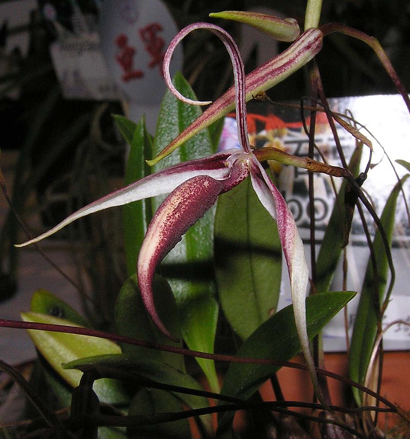 Bulbophyllum Elizabeth Ann Buckleberry