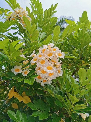<i>Radermachera</i> Genus of flowering plants