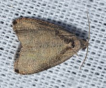 - 2791 - Olethreutes exoletum - Бақытсыз Olethreutes Moth (18611000171) .jpg