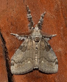 - 8316 – Orgyia leucostigma – White-marked Tussock Moth (47990124636).jpg