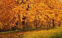 Rank: 24 Orchard with trees in autumn coloring