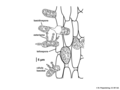 03 04 05 columna de teliosporas con basidios de Cionothrix praelonga, Pucciniales Basidiomycota (M. Piepenbring).png