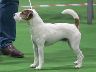 Parson Russell Terrier Dog breed