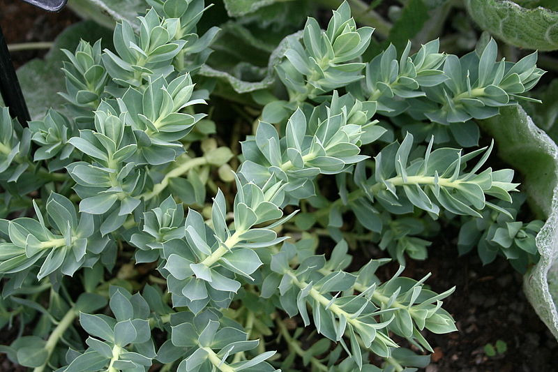 File:0 Euphorbia myrsinites - Yvoire.JPG