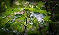 2017-06-27 File:1024 Acer ginnala im Frühsommer-3053.jpg