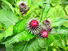 1398 - Nationalpark Hohe Tauern - Flowers.JPG