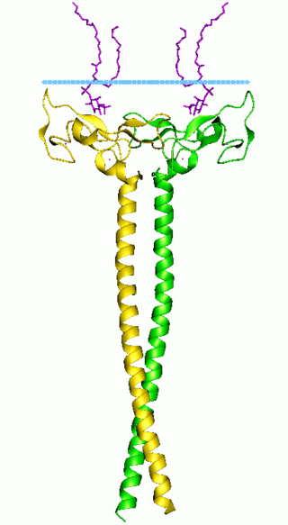 <span class="mw-page-title-main">EEA1</span> Protein-coding gene in the species Homo sapiens