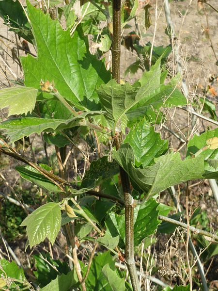 File:20170503Platanus x hispanica1.jpg