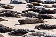 Seals at Horsey Dunes in Norfolk, United Kingdom.