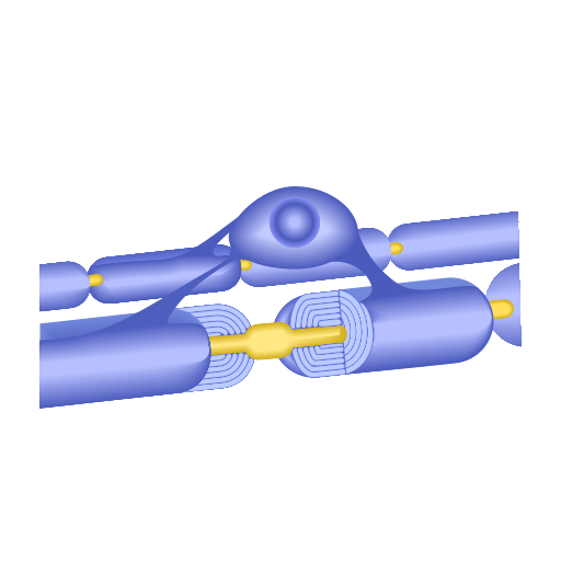 File:202106 Central nervous system.svg