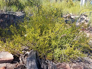 <i>Apatophyllum teretifolium</i> Species of plant