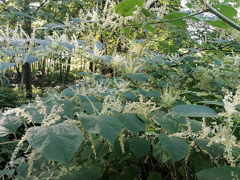 File:20230927 Reynoutria japonica Rdestowiec ostrokończysty Panewniki kalwaria Poland 03.jpg