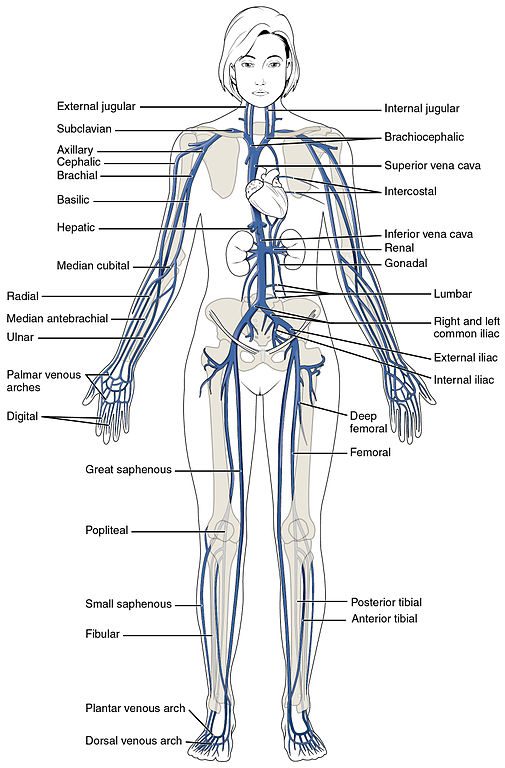 https://upload.wikimedia.org/wikipedia/commons/thumb/f/fe/2131_Major_Systematic_Veins.jpg/505px-2131_Major_Systematic_Veins.jpg
