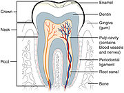 Cross section of tooth