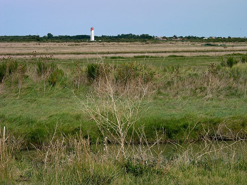 File:398 - Le marais bord de Charente - Soumard.jpg