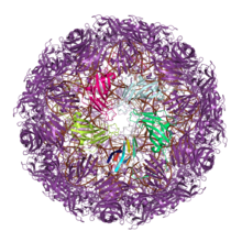 The full assembled capsid structure of the satellite tobacco mosaic virus, with the monomer shown above at the bottom of the highlighted pentamer. The remainder of the protein chains are shown in purple and the RNA in the interior of the capsid is shown in brown. The axis of the jelly roll in this single jelly roll capsid is parallel to the capsid surface. From PDB: 4OQ9 . 4oq9 capsid.png