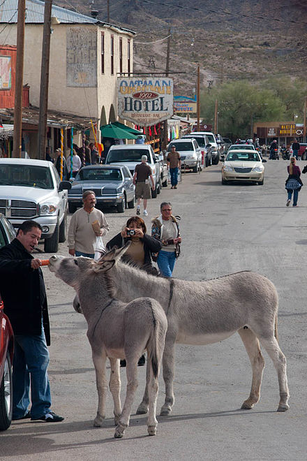 Both tourists and wild burros are daily visitors to downtown Oatman.