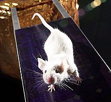 The genome of the lab mouse Mus musculus was published in 2002. 54986main mouse med.jpg