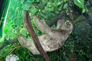 Pale-throated sloth (Bradypus tridactylus) 9092 - Milano - Museo storia naturale - Diorama - Bradypus trydactilus - Foto Giovanni Dall'Orto 22-Apr-2007.jpg