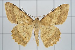 Luxiaria costinota