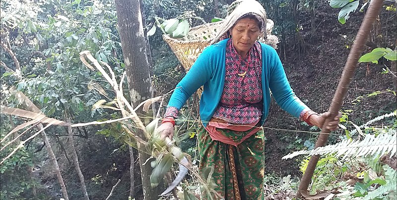 File:A Nepali womens in Forest1.jpg