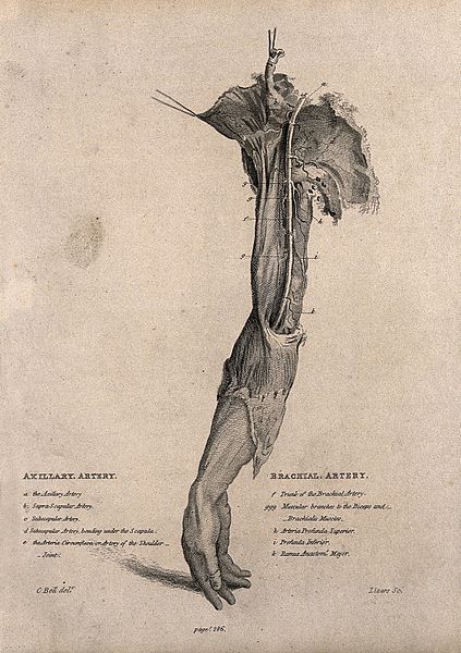 File:A dissected arm, lettered for key. Etching by Lizars after C Wellcome V0009641.jpg