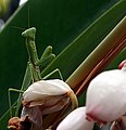 A praying mantis in Kona