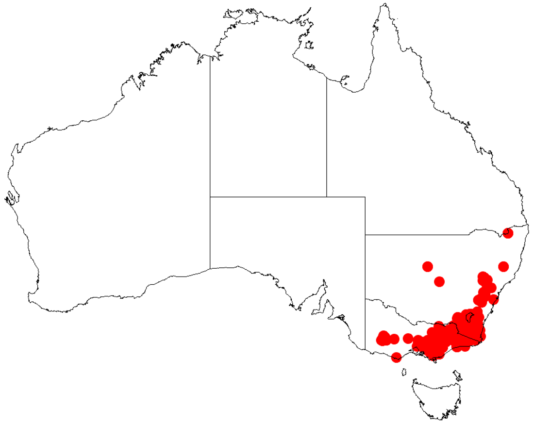 File:Acacia obliquinerviaDistMap642.png