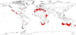 Distribución mundial de Acacia saligna (GBIF).[1]​