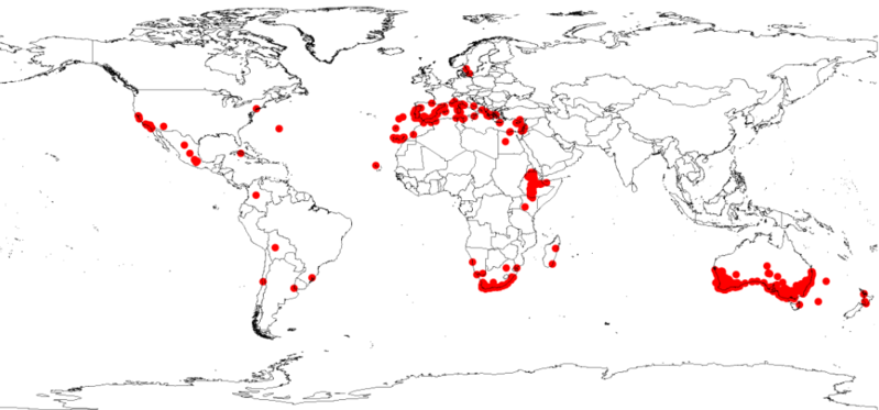 File:Acacia saligna DistributionMap.png