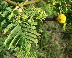 Description de l'image Acacia_tortuosa_br.jpg.