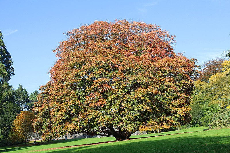 File:Acer pseudoplatanus 'Atropurpureum' JPG5.jpg