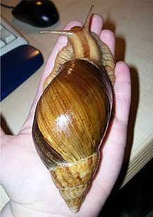 Achatina immaculata.jpg