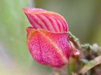 Acianthera glanduligera