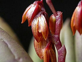 Acianthera johannensis.jpg