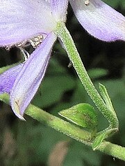 左の白色の四角形の拡大。花柄の全体に屈毛が生え、茎の上部にも屈毛が生える。