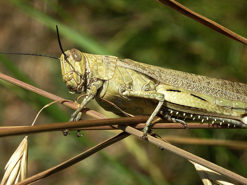 File:Acrididae grasshopper-3.jpg