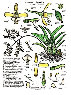 <i>Acriopsis</i> Genus of orchids