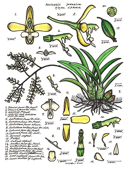 Acriopsis liliifolia